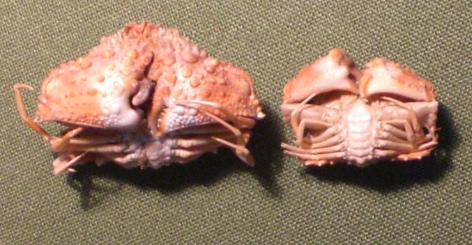 calappa ocularia T.F.C. B-C ventral view.bmp